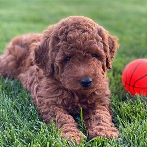 Meet your Posher, Tylan